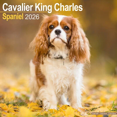 AVONSIDE PUBLISHING LTD Cavalier King Charles Spaniel 2026 Calendar | Dog Gift 20% OFF MULTI ORDERS