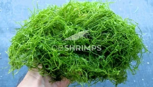 Muschio di Java porzione 6x6 cm / pianta acquario dolce caridine / java moss - Foto 1 di 1
