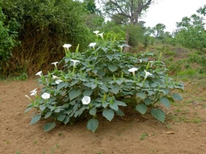 LK 984AW Datura Innoxia Seeds Samen Stück 10 - Bild 1 von 1