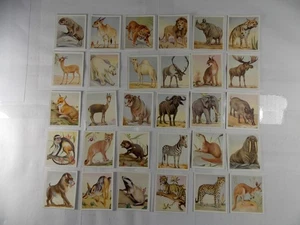 Juego completo de 30 tarjetas de cigarrillos Godfrey Phillips Animal Studies 1936 - Imagen 1 de 2