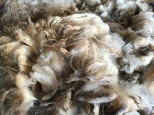 Raw Sheep Wool Fleece, 5 lb, Unwashed, Unprocessed, for Spinning, Knitting, Felt - Picture 1 of 14