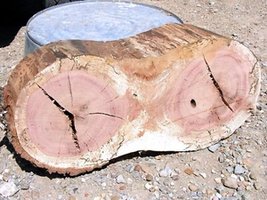 Natural edge Black Jack OAK wood slab, PLANED, Double hearts, 17.75" x 9", DH1 - Picture 1 of 6