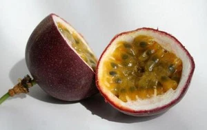 ~POSSUM PURPLE Passion Fruit~Live Starter Plant ~Passiflora edulis~ Self Fertile - Picture 1 of 9