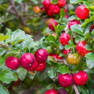 Barbados Cherry, Acerola Cherry Tree,  Live Starter Plant - High Vitamin C - Picture 1 of 10