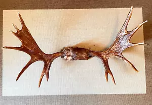 Corna di alce XL corna di alce corno Svezia Scandinavia muschio corna 110 cm - Foto 1 di 14