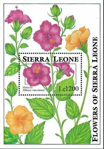 Sierra Leone 1993 - Hibiscus, Flowers, Flora - Souvenir Sheet - Scott 1671 - MNH - Image 1 of 1