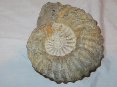 Vintage Chambered Nautilus Fossil As Found About 5" Across - Image 1 of 4