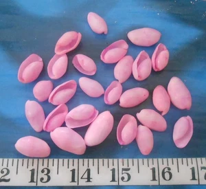 ~ Atlantic Bubble Shells ~ 25+ ~ Bright Pink ~ Seashells ~ Sailor's Valentines ~ - Picture 1 of 3