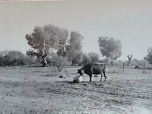 Tanque de agua con punta para dormir Cow-Heiffer en granja vintage de 1950 foto e historia - Imagen 1 de 3