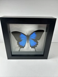 Farfalla coda di rondine Ulisse (Papilio Ulisse) scatola ombra cornice espositore - Foto 1 di 12