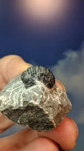 Trilobite Fossil Gerastos Tuberculatus on prepped matrix 40mm x 34mm Beautiful - Picture 1 of 8