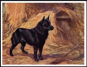 SCHIPPERKE LOVELY VINTAGE STYLE DOG ART PRINT POSTER - Foto 1 di 1