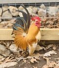 8 Serama chicken hatching eggs-with possible frizzle