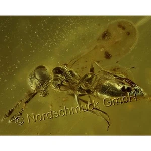 Bernstein Inkluse Inklusen Einschluss Insekt Erzwespe Chalcidoidea IN265 - Bild 1 von 4