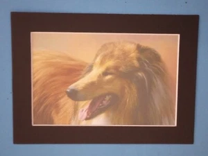 Impresión de pintura de un hermoso perro cachorro Collie 5" x 7" mate 4" x 6" - Imagen 1 de 3