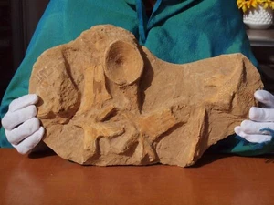 Large Rare Spinosaurus Dinosaur Vertebrae Group 97 Mil Years - Picture 1 of 7