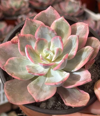 Importado Suculentas Planta Viva Echeveria Rosa Harin Decoración del Hogar Planta Regalos Foto 1 de 2