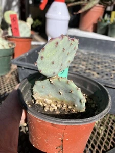 Opuntia Santa Rita Purple Prickly Pear 3”Tall #31G - Picture 1 of 8