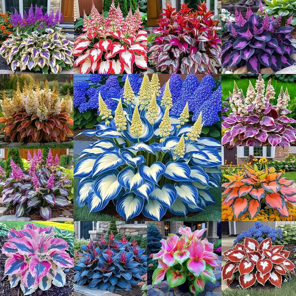 200pcs Mixed Hosta Seeds for Planting Colorful Hosta Plant Seeds Perennial - Image 1 of 4