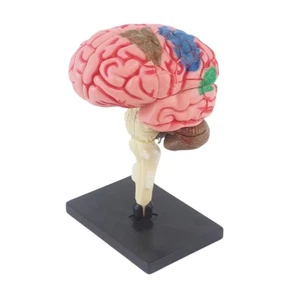 Anatomical Human Brain Model Assembly Toy with Detachable Brain Organs for Kid - Picture 1 of 8