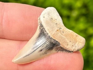 NICE Fossil Sharks Tooth Macrorhizodus Dakhla Morocco Mako Great White Ancestor - Picture 1 of 8