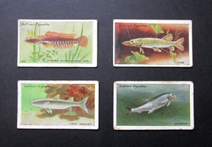 GALLAHER FOUR VERY SCARCE  1924 CIGARETTE CARDS   THE ZOO AQUARIUM   32-40-70-89