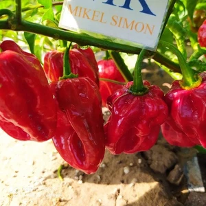 Habanero Hawai Beach , 10 semillas , Capsicum chinense (151) - Picture 1 of 1