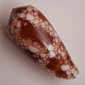 Concha de mar Cono omaria 40 mm, gema, muy bonito patrón forma auricomus, perfecto - Imagen 1 de 6