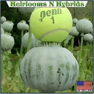 5,000 The Giant, "Rattler" Papavear Somniferum Giganteum Poppy Seeds Huge Pods - Image 1 of 4