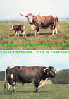 L248988 Longhorn Cattle At Cotswold Farm Park. J. Arthur Dixon Ltd. Multi View