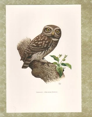 Offset-Druck 1962: Steinkauz Athene noctua Vögel - Bild 1 von 2