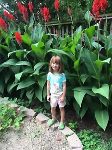 13 CANNA LILY GIANT RED RHIZOMES/BULBS - Picture 1 of 3