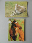 2 Cute Horses Postcards PK Postcard Horse Foal GDR-3
