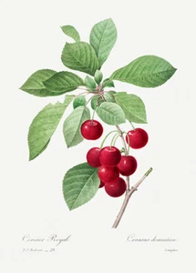 Red Cherry - 1800's - Pierre-Joseph Redoute - Botanical Illustration Magnet - Picture 1 of 2