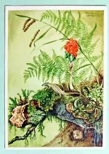 Postcard - WALDLEBEN, FOREST, MARIANNE SCHNEEGANS, LIZARD, CUCKOOPINT (MJ1-10) - Picture 1 of 2