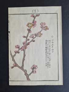 Antique 1890 Japanese woodblock print  - Plum Blossom - Kono Bairei - Picture 1 of 3