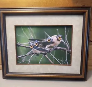 Baby Blue Birds Photograph Signed & Framed Suede Matte Solid Wood Frame Stunning - Picture 1 of 10