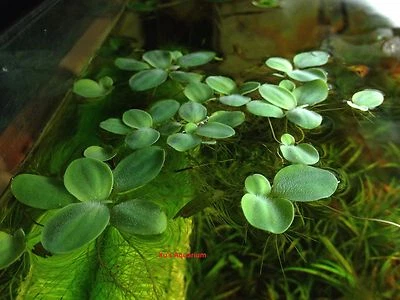 12 Dwarf Water Lettuce, Pistia stratiotes, Live Aquarium/Floating/Aquatic Plant - Image 1 of 4