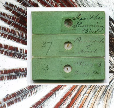 ca 1850 Microscope Slides; Hummingbird Feather, Bird Louse, Bee Sting - Image 1 of 4