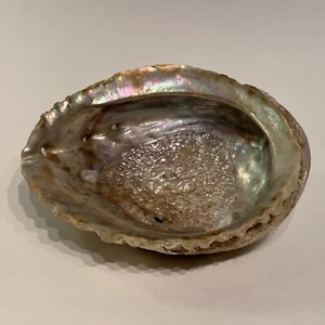 Natural Abalone Mother of Pearl Seashell Haliotis Pacific Ocean 6” - Picture 1 of 14
