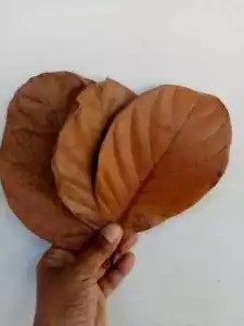 Dried Jack Fruit leaves Organic Bio Film Shrimp Aquarium Ceylon Natural 100 PCs - Picture 1 of 9