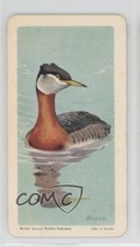 1962 Brooke Bond Red Rose Birds of North America Tea Canadian Black Backs #2 0a3