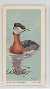 1962 Brooke Bond Red Rose Birds of North America Tea Canadian Black Backs #2 0a3