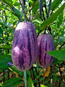 100+ Semillas de Pepino Púrpura (Solanum muricatum) Exótico Dulce Melón Pera Fruta - Imagen 1 de 8