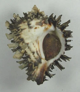 MUREX AMBIGUUS 58,61mm SCHÖNES SELTENES EXEMPLAR Gobernadora Insel Pazifik Panama - Bild 1 von 2