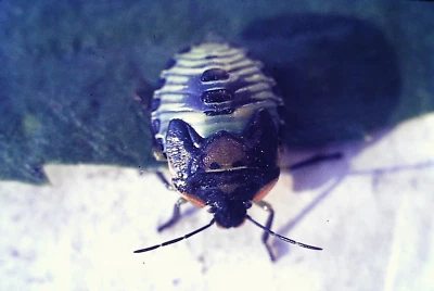 Vintage 35mm Slide 1977 Stink Bug - Image 1 of 2