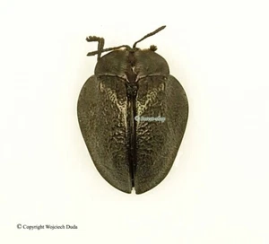 Chrysomelidae sp 15, Cassidinae - Bild 1 von 1