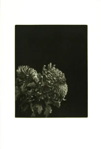 JUDITH ROTHCHILD b1950 fioritura autunnale - Foto 1 di 1