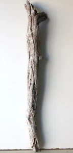 Treibholz Schwemmholz Driftwood  1 XL Stamm  Terrarium Dekoration 101 cm - Bild 1 von 14
