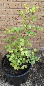 Carob Plants Evergreen Shade Tree Ceratonia Siliqua Pet Safe & Drought Resistant - Picture 1 of 4